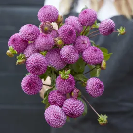 Frank Holmes - Dahlia Bulbs (Pompon)