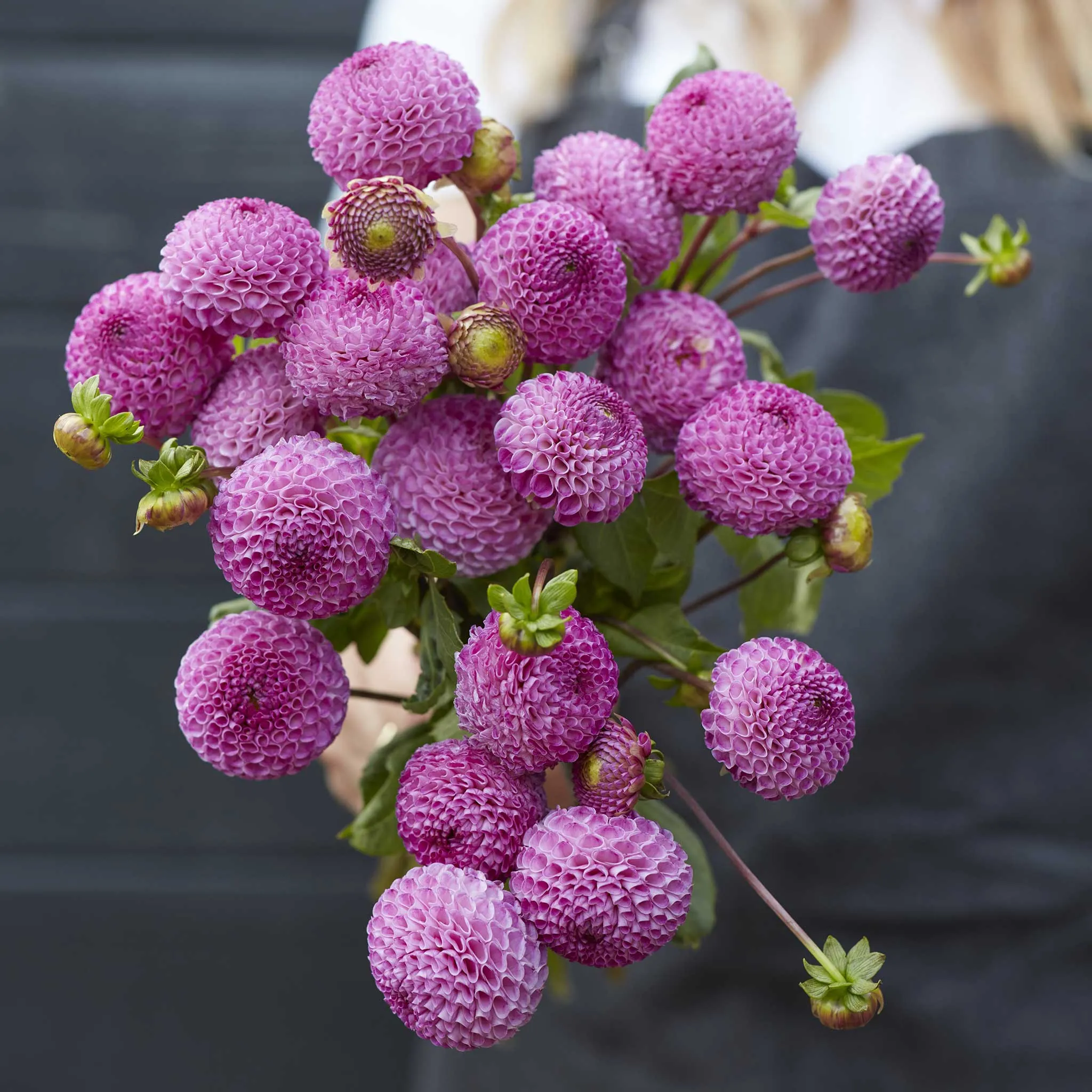 Frank Holmes - Dahlia Bulbs (Pompon)