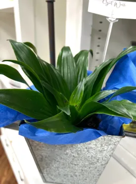 Gift Plants