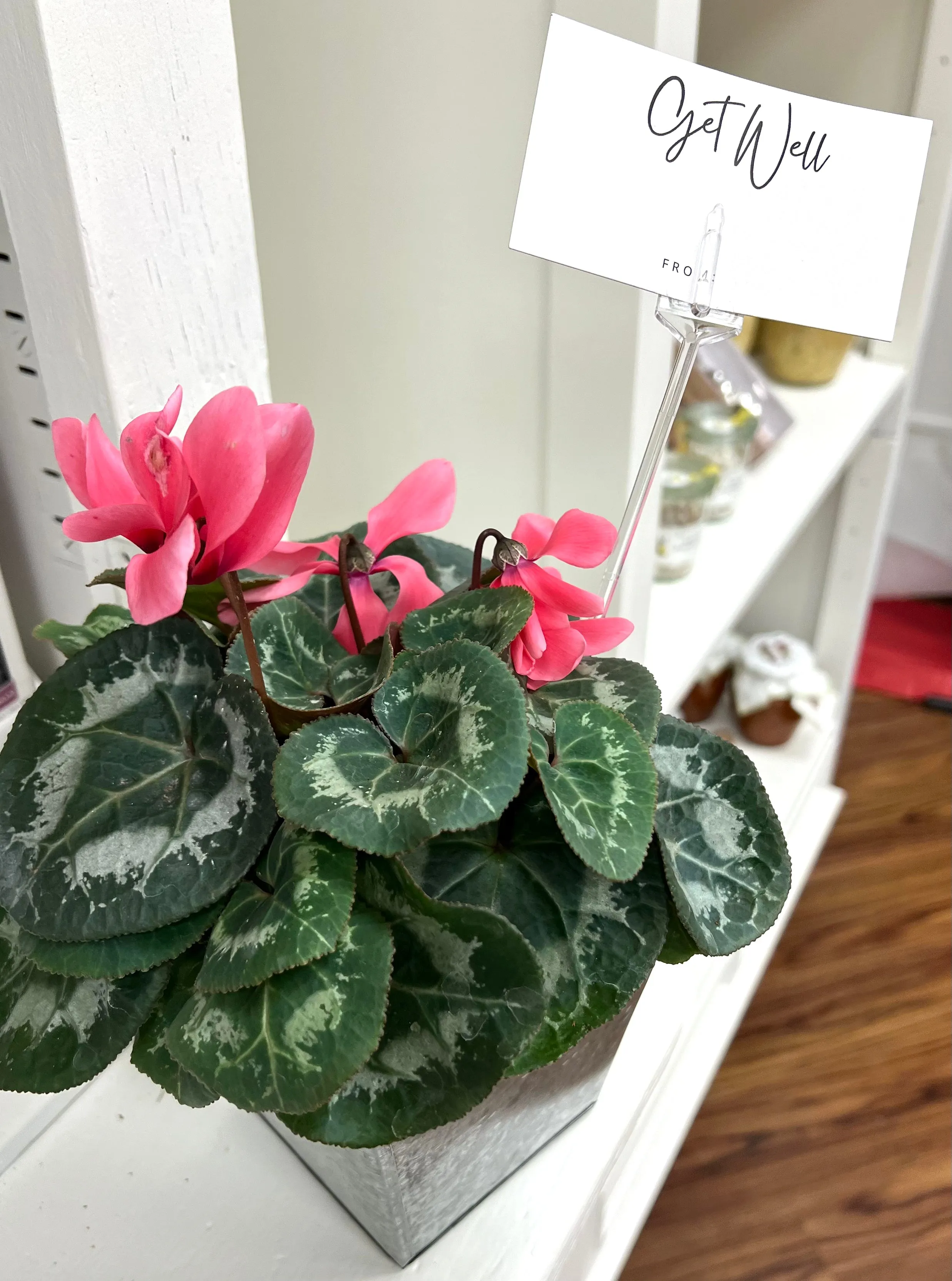 Gift Plants